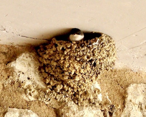 house martin